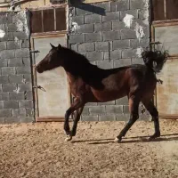 مادیون فروش