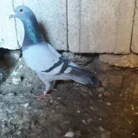 پلاکیا|پرنده|مسجد سلیمان, |دیوار