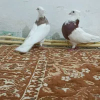 طوقی|پرنده|ایلام, |دیوار