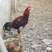خروس لاری قرمز