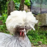 مرغ و خروس زینتی