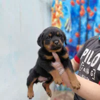 توله روتوایلر اصیل اروپایی و آمریکایی