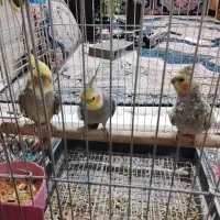 سه عدد عروس هلندی دو عدد ماده یکیش نر|پرنده|اراک, |دیوار