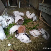 فروش خرگوش لوپ