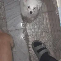 فروش توله پامر اشپیتز|سگ|لاهیجان, خمیر کلایه|دیوار