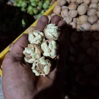 نهال گردوی محلی درجه یک|خدمات باغبانی و درختکاری|مراغه, |دیوار