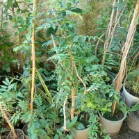 گل پیچ اناری نایلکس وسطل نیم زباله وجعبه