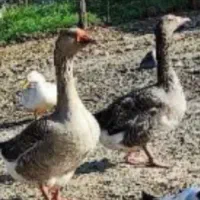 دوعدد غاز ماده سالم و بزرگ جوان