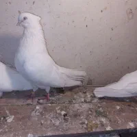 چشم و نوک سفید (اراکی )|پرنده|مرند, |دیوار