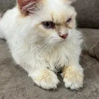 حیوانات خانگی