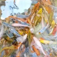 فروش ماهی کوی