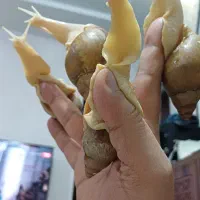 حلزون تراپی