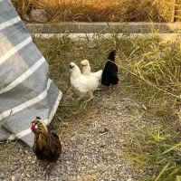 مرغ و خروس مینیاتوری|حیوانات مزرعه|میانه, |دیوار