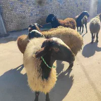 میش وشیشک گوسفند