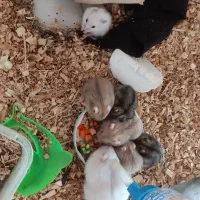 بچه همستر و همستر|موش و خرگوش|تهران, زهتابی|دیوار