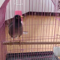 فروش مرغ مینا سخنگو