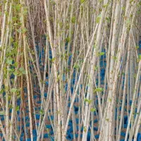 نهال صنوبر و کبوده یک سال تا پنج سال|خدمات باغبانی و درختکاری|سنندج, |دیوار