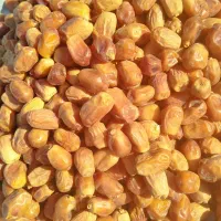 قصب درجه یک کارتونی و تناژ بالا