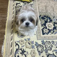 فروش سگ|سگ|مشهد, احمدآباد|دیوار