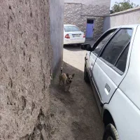 تاکسی از کلاله و گنبد به تهران وبلعکس