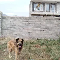 سگ سرابی اصیل