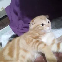 گربه اسکاتیش فولد گلد|گربه|بوشهر, |دیوار