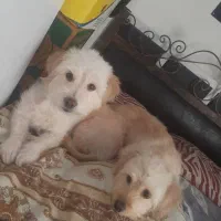 دوعدد سگ شیتزو تریر ماده|حیوانات|تهران, پاسداران|دیوار