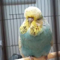 مرغ عشق انگلیسی گرید A