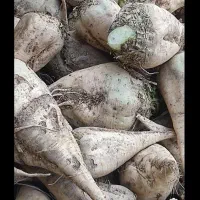 فروش چغندرقند تازع برای دام وخوراک|خوردنی و آشامیدنی|بشاریات, |دیوار