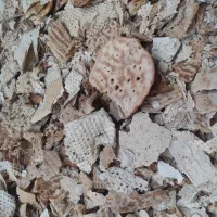 خرید و فروش نان خشک