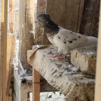 تعدادی کفتر دونه ای 150|پرنده|اردکان, |دیوار