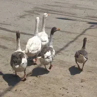 غاز