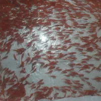 ماهی تنگ سبزه|ماهی|یزد, |دیوار