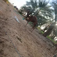 شترنرفروشی|حیوانات مزرعه|دلگان, |دیوار