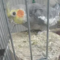 انگشترعروس هلندی کفتر