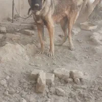 سگ سرابی|سگ|جوادآباد, |دیوار