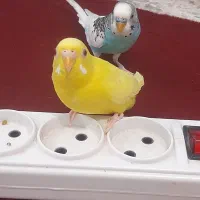 پرنده|پرنده|بندر کنگان, |دیوار