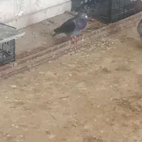 کبوتر|پرنده|گنبد کاووس, |دیوار