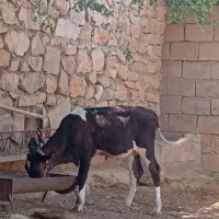 گاو دو رگه با گوساله نر|حیوانات مزرعه|مسجد سلیمان, |دیوار