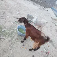 فروش دو عدد بز آبستن