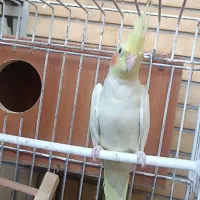 عروس هلندی