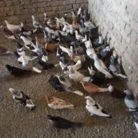 کفتر فروش|پرنده|سراوان, |دیوار