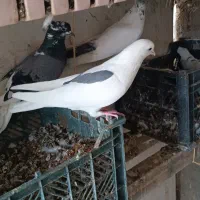 کبوتر پرش سنگین ضمانتی یه جا دوتمن