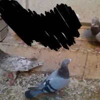 تعدادی کبوتر|پرنده|بهبهان, |دیوار