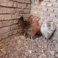 مرغ خانگی تخمگذار|حیوانات مزرعه|اردکان, |دیوار