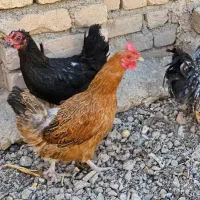 دوعدد مرغ تخم گذار