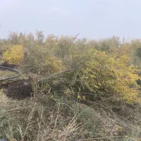 فروش چوب باغی انار|خدمات باغبانی و درختکاری|آق قلا, |دیوار