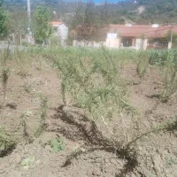 مشاور کشت و کار در زمین و مزرعه