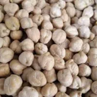 فروش نخود درجه ۲