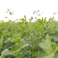 بذر یونجه|خدمات باغبانی و درختکاری|سیمینه, |دیوار